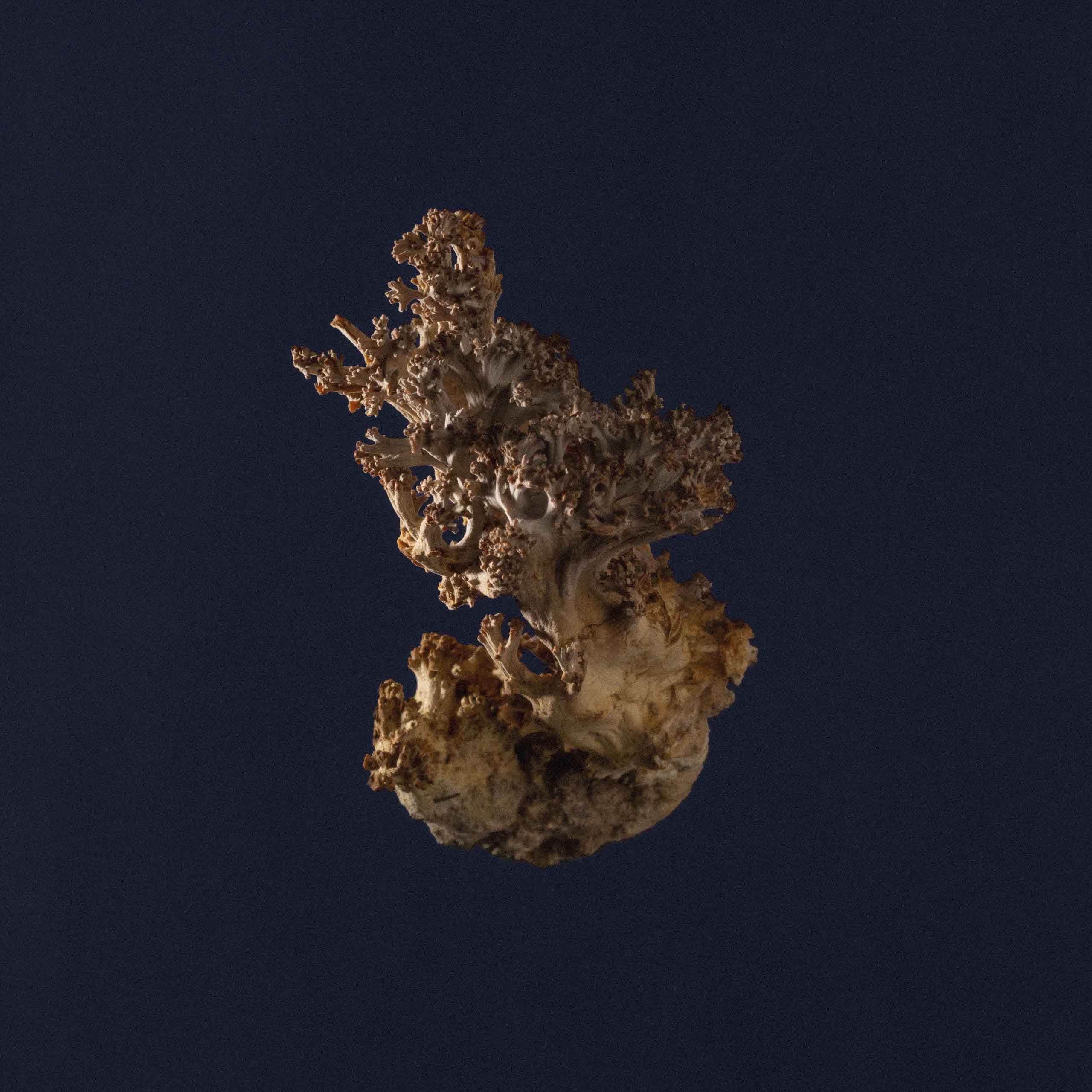 Description image 3
