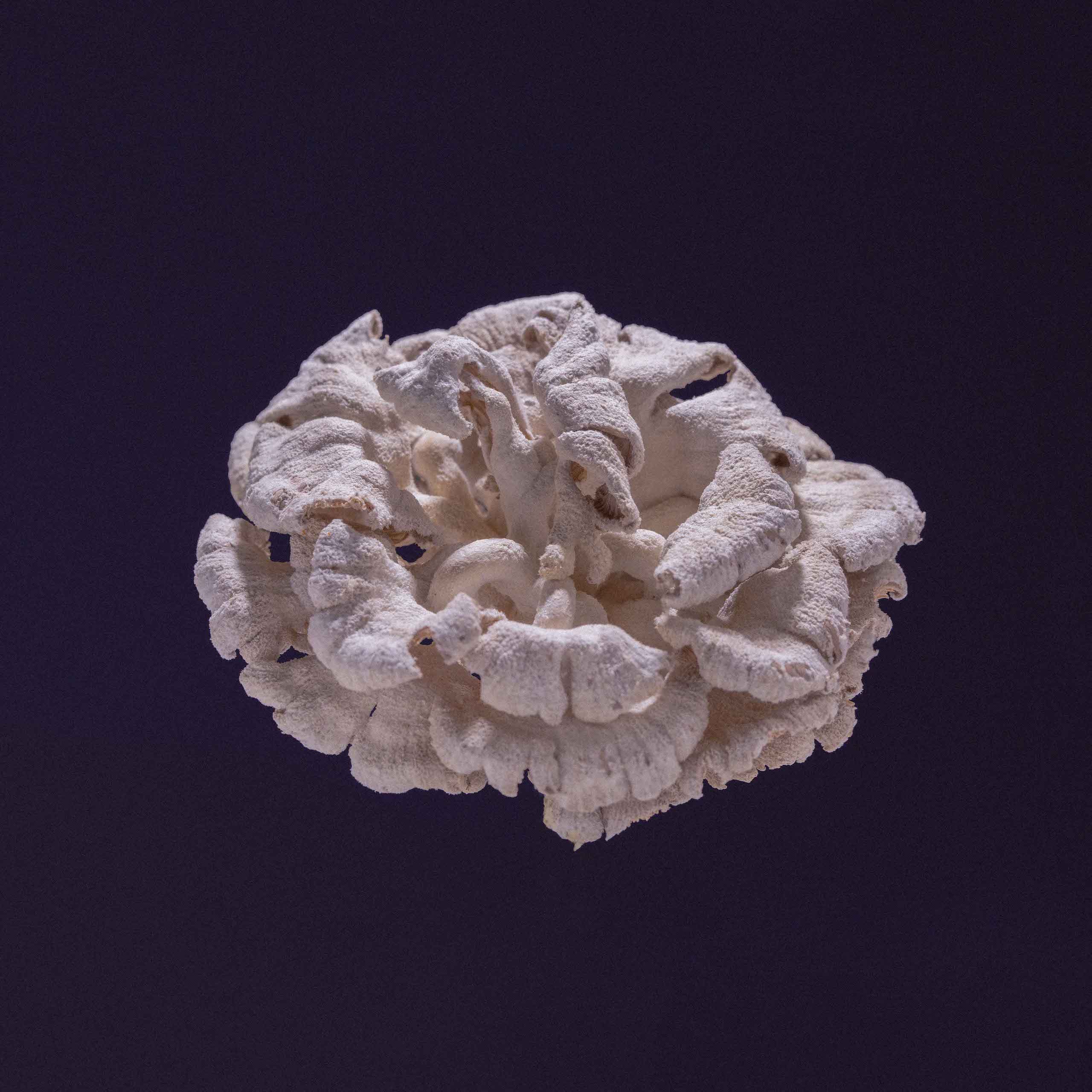 Description image 7