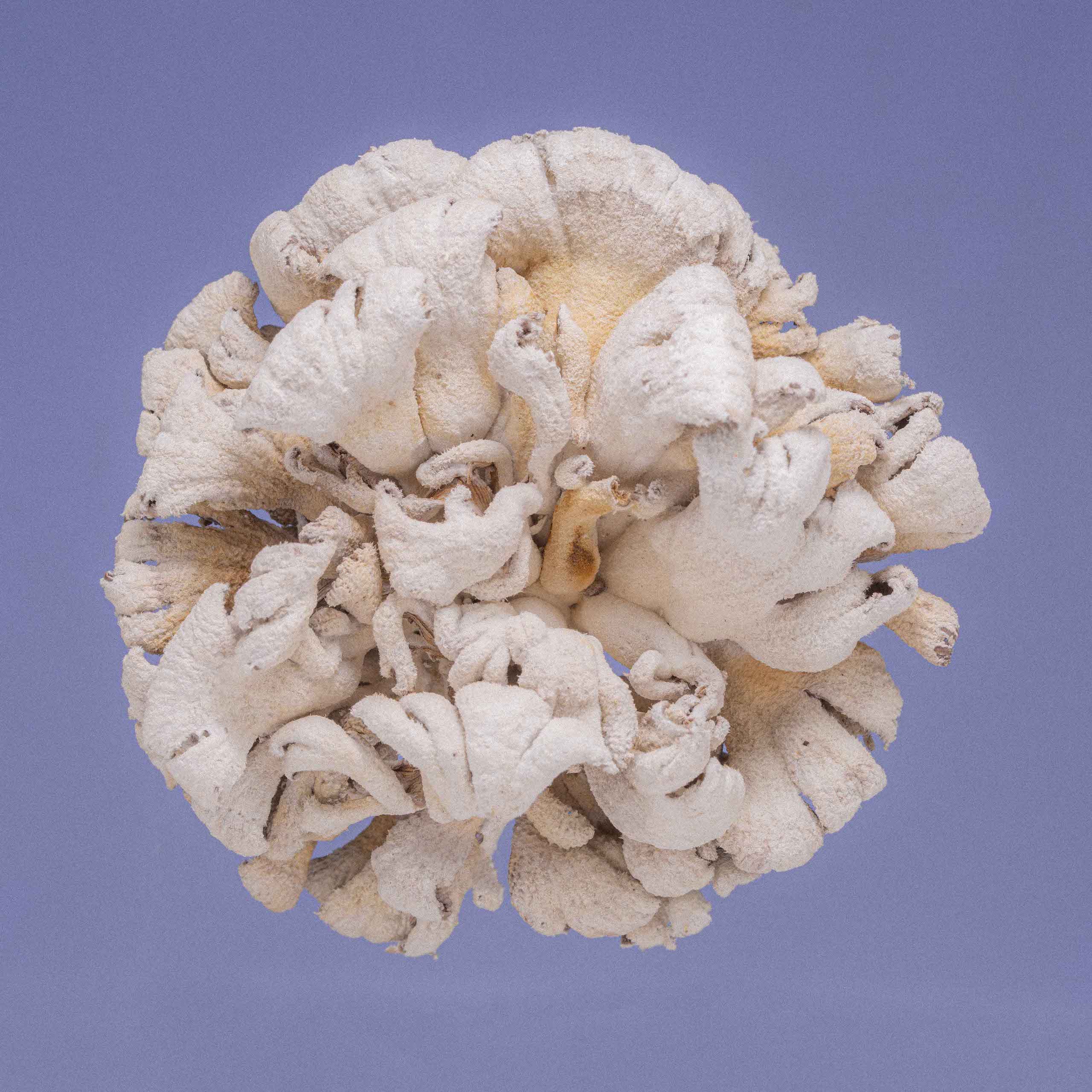 Description image 3