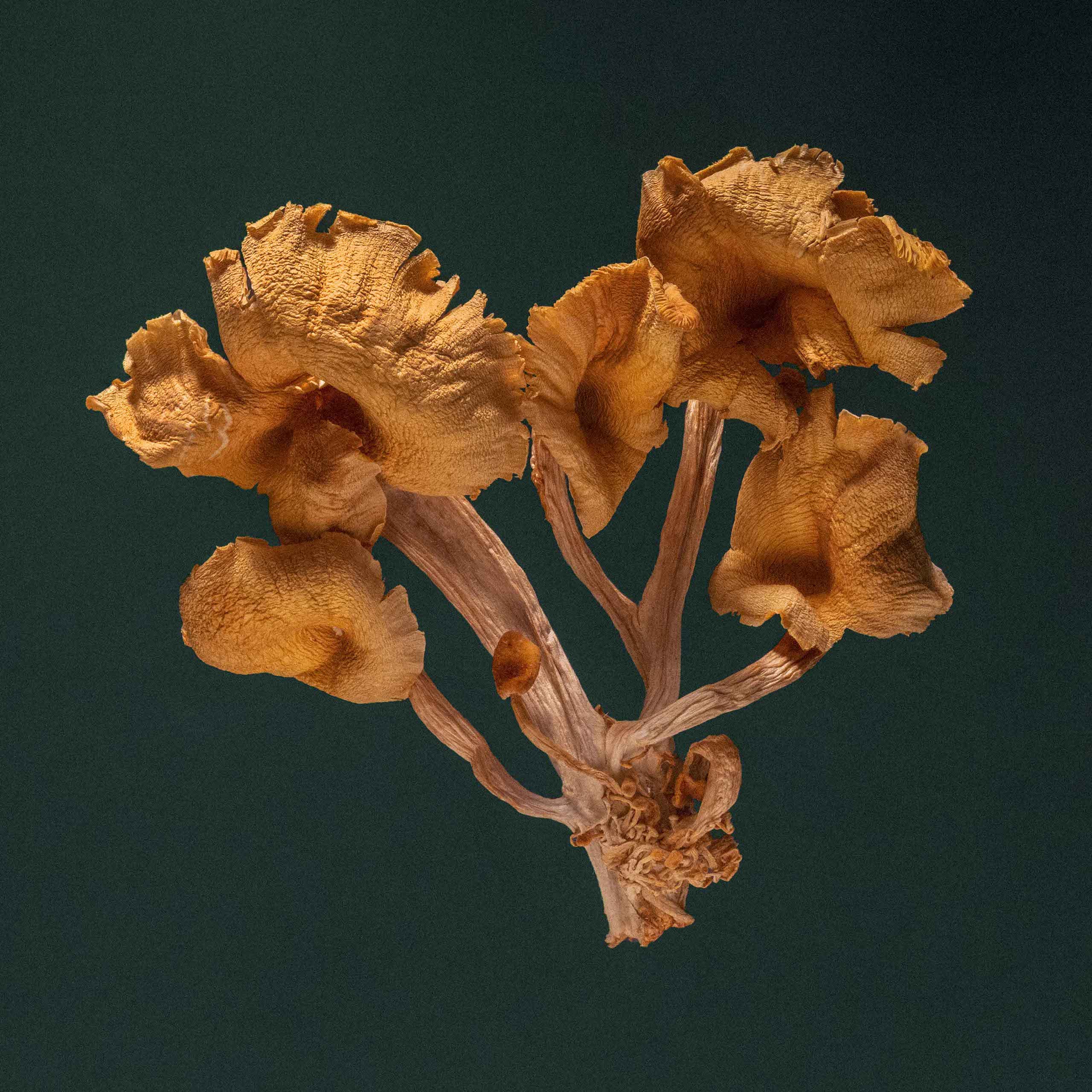 Description image 1