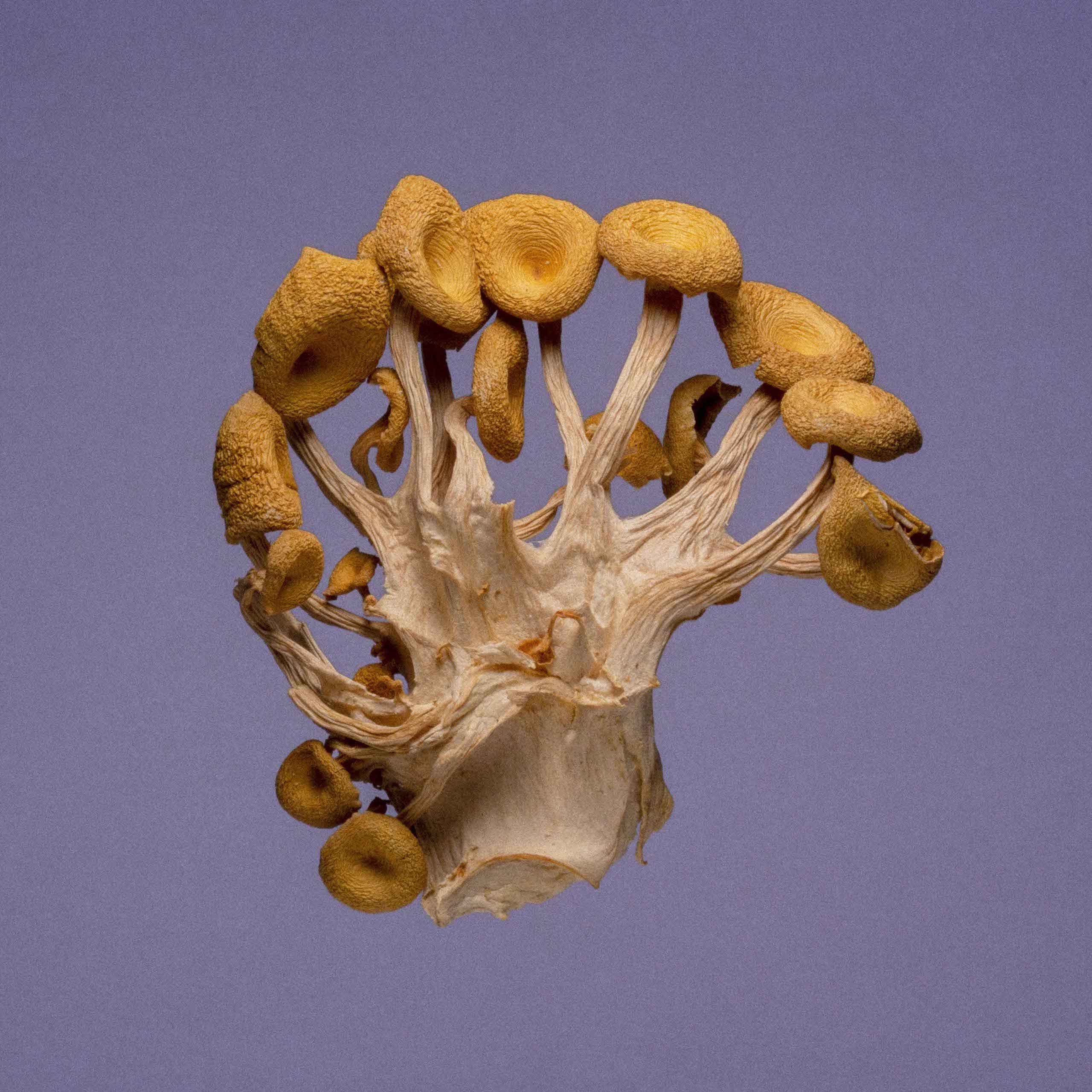 Description image 3