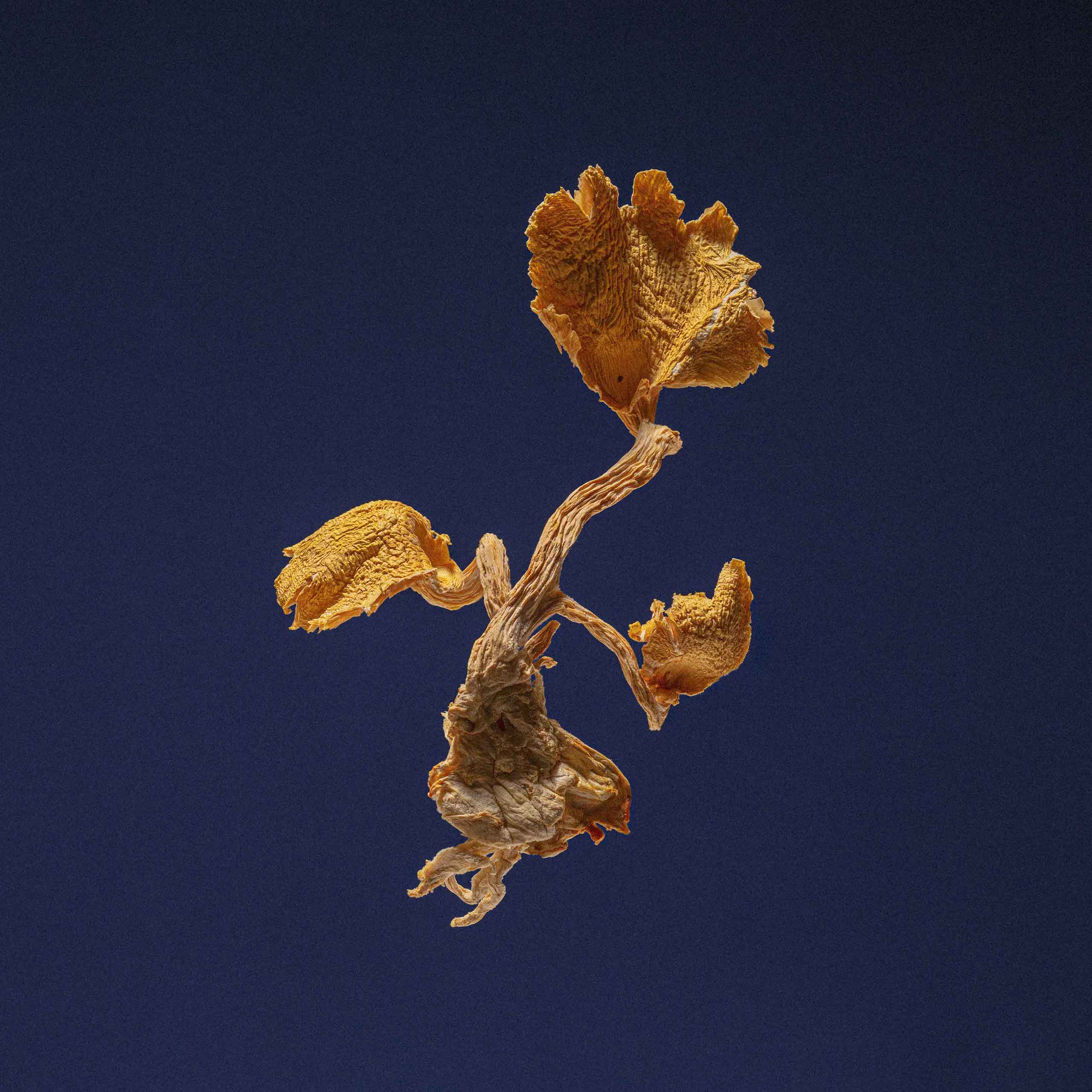 Description image 7