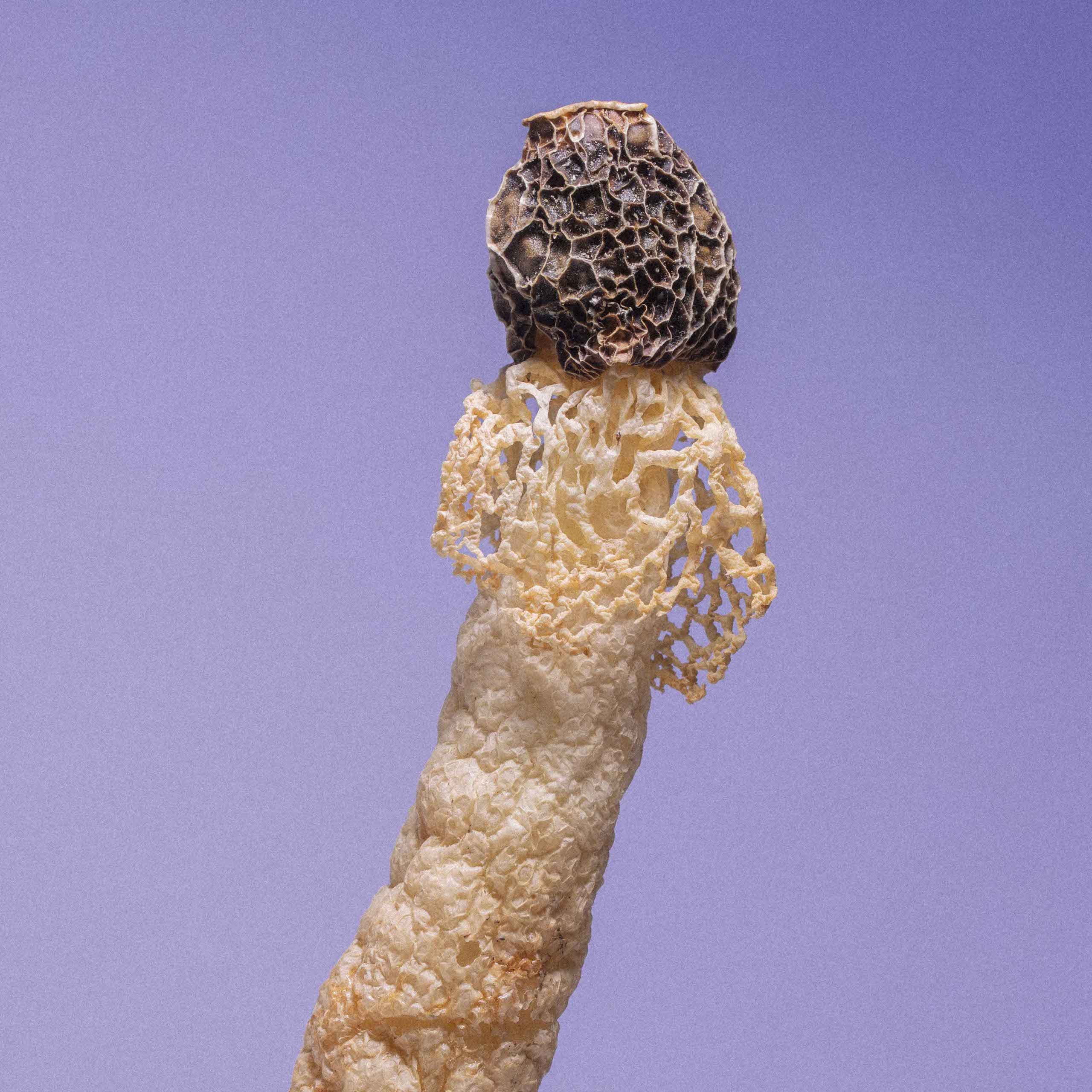 Description image 3