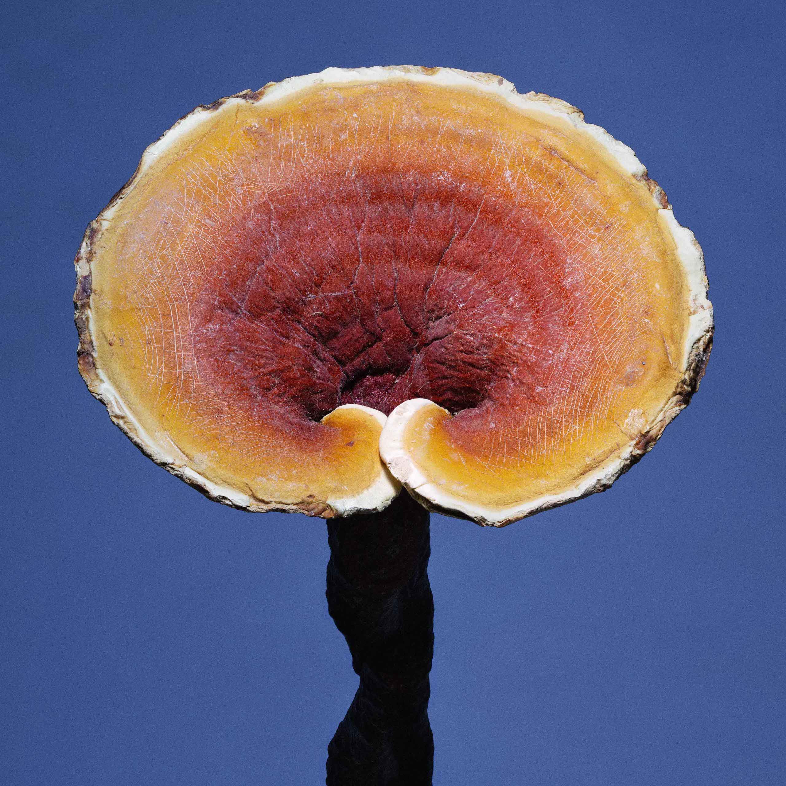 Description image 3