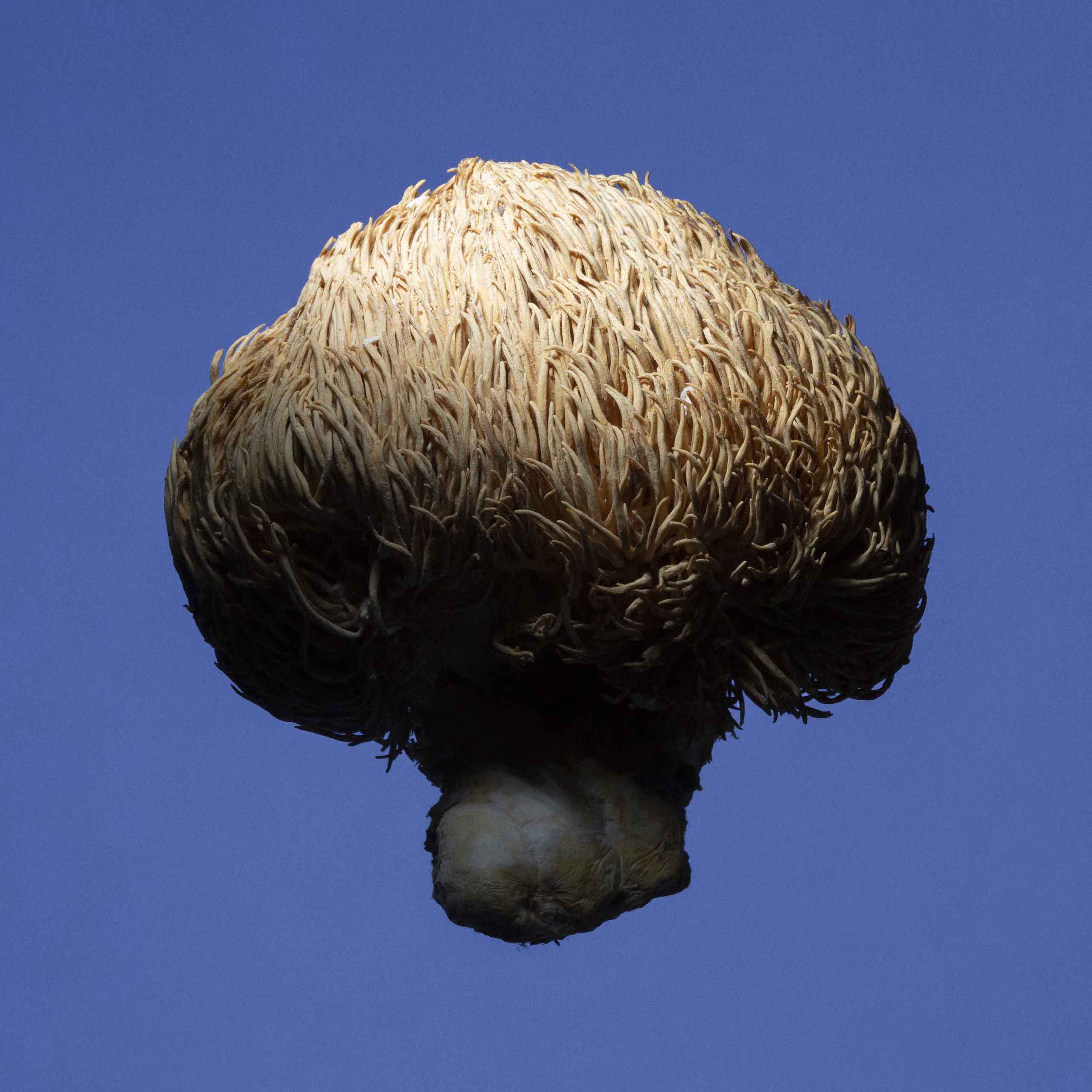 Description image centrée