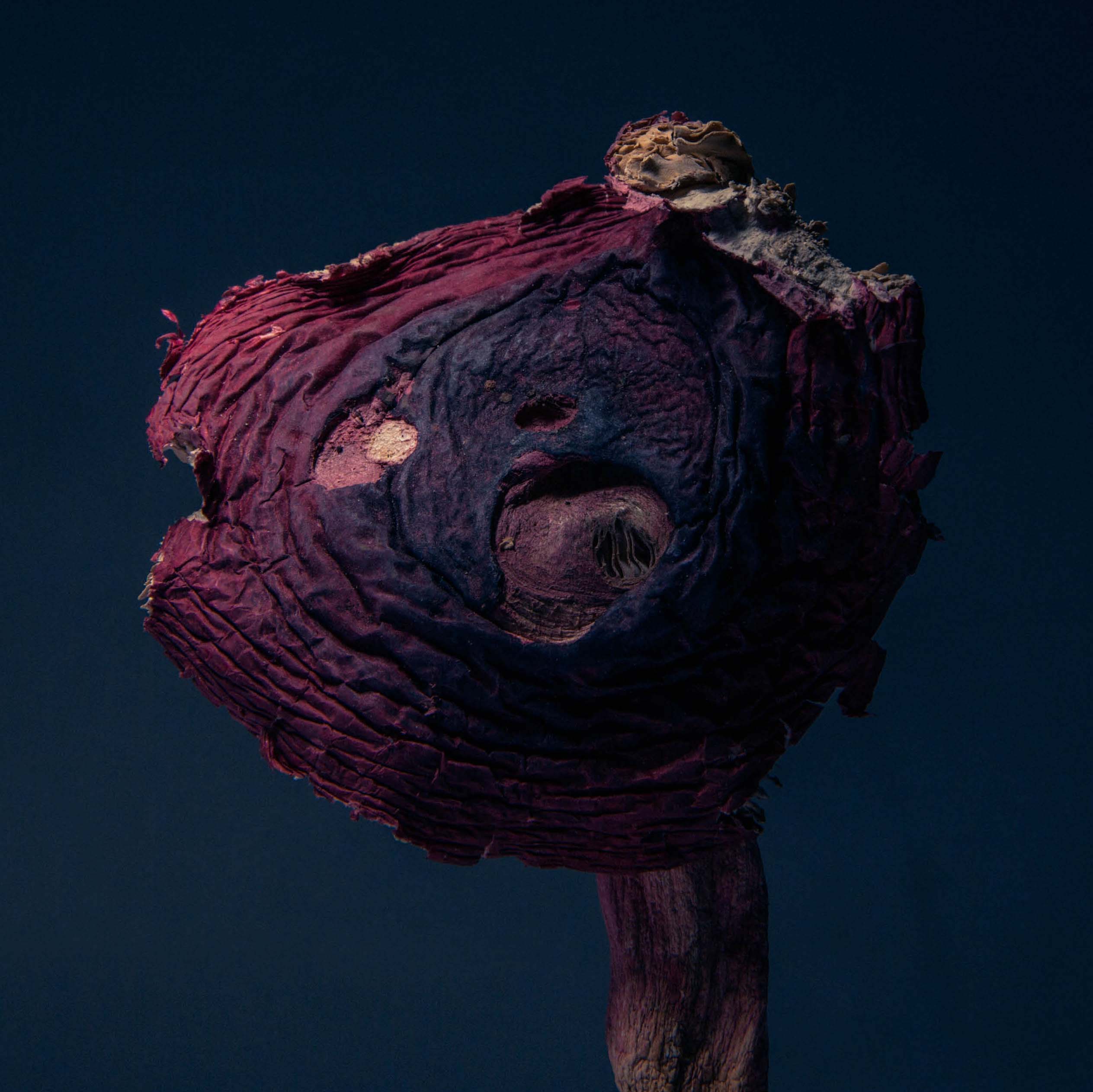Description image 4